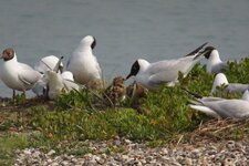 Mouettes rieuses avec jeunes tout juste éclos