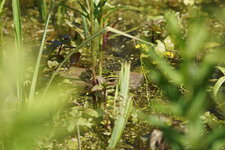Grenouille verte