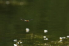 Cordulie bronzée