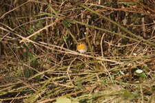 Rouge-gorge