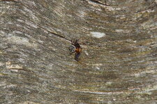 Thomisidé sp.