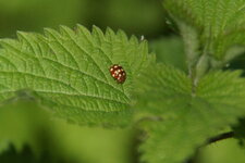 Vibidia duodecimguttata
