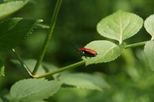 Pyrochroa serraticornis