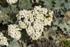 Fleurs de Chou de mer