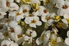 Fleurs de Chou de mer