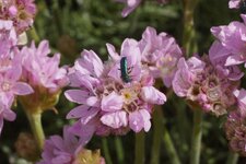 Oedemère sp. sur Armérie maritime