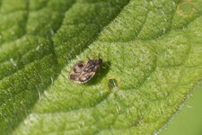 Dactyla sp.