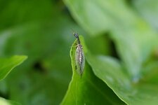 La Mouche-serpent