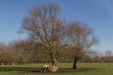 Trogne biscornue