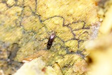 Thrips ???