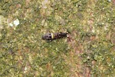 Thrips ???