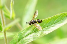 Chrysotoxe à double ceinture