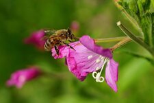 Apis mellifera