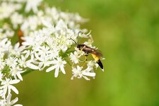 Amblyteles armatorius ???