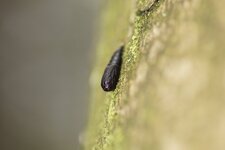 Chrysalide
