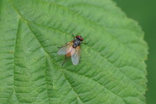 Thricops sp.