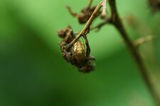 Metellina sp. ???