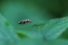 Rhabdomiris striatellus