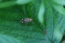 Rhabdomiris striatellus