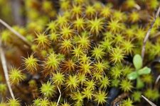 Tortula ruraliformis