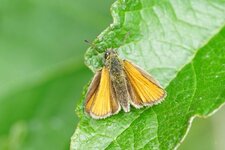 La Sylvaine