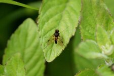 Rhagionidé