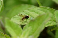Rhagionidé
