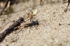 Ammophila sabulosa
