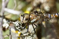 Aeschne mixte femelle