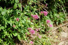 Valériane officinale
