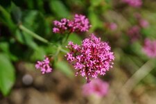 Valériane officinale