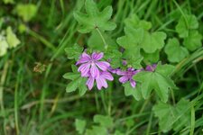 Mauve sylvestre