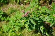 Eupatoire chanvrine