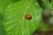 Coccinelle de la Bryone