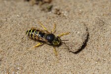 Bembix rostrata