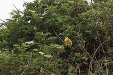 Bruant jaune