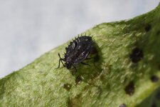 Nymphe de Dictyla convergens