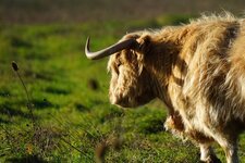 Highland cattle