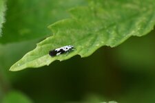 Ethmia quadrillella