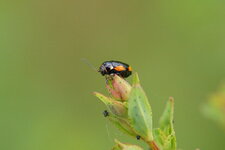 Cryptocephalus moraei