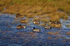 Canard souchet