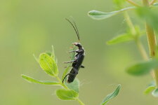 Cantharis pagana - sous réserve