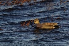 Canard chipeau