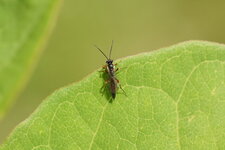 Ichneumon sp.