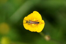 Stenopterus rufus