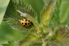 Coccinelle à 13 points