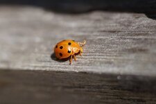Coccinelle de la Bryone