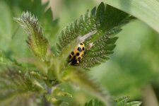 Coccinelle à 13 points