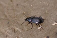 Pterostichinae