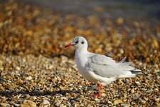 Mouette rieuse